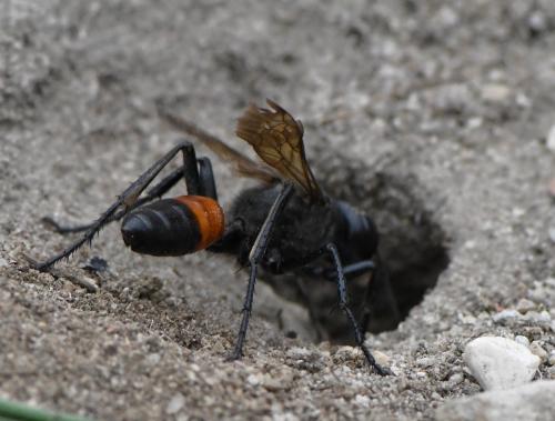 Podalonia hirsuta